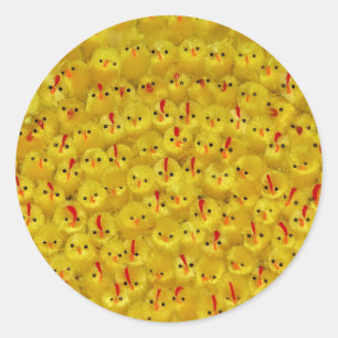 Cute Yellow Easter Chicks Cheery Modern Pattern Classic Round Sticker