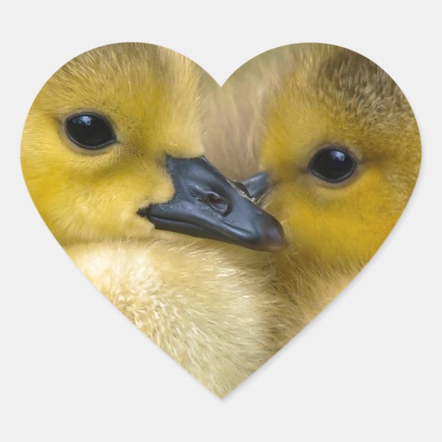 Cute Yellow Fluffy Ducklings, Baby Ducks Heart Sticker (Front)
