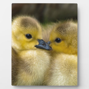 Cute Yellow Fluffy Ducklings, Baby Ducks Plaque