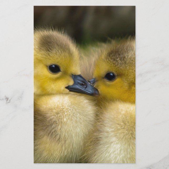 Cute Yellow Fluffy Ducklings, Baby Ducks Stationery (Front)