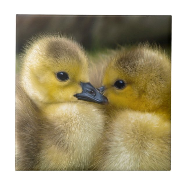 Cute Yellow Fluffy Ducklings, Baby Ducks Tile (Front)