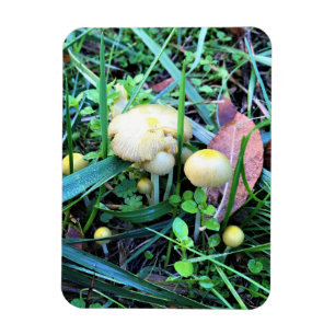 Cute Yellow Mushrooms, Oregon Magnet