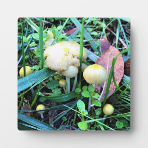 Cute Yellow Mushrooms, Oregon Plaque
