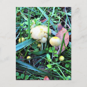Cute Yellow Mushrooms, Oregon Postcard