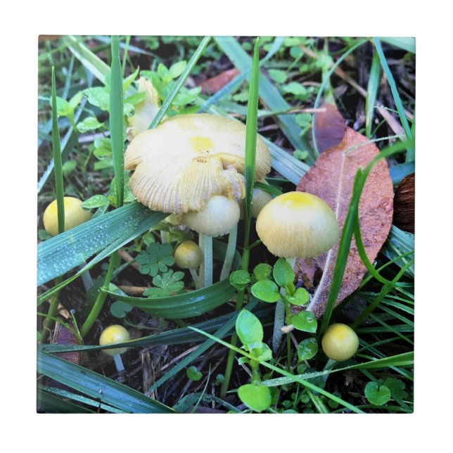 Cute Yellow Mushrooms, Oregon Tile (Front)
