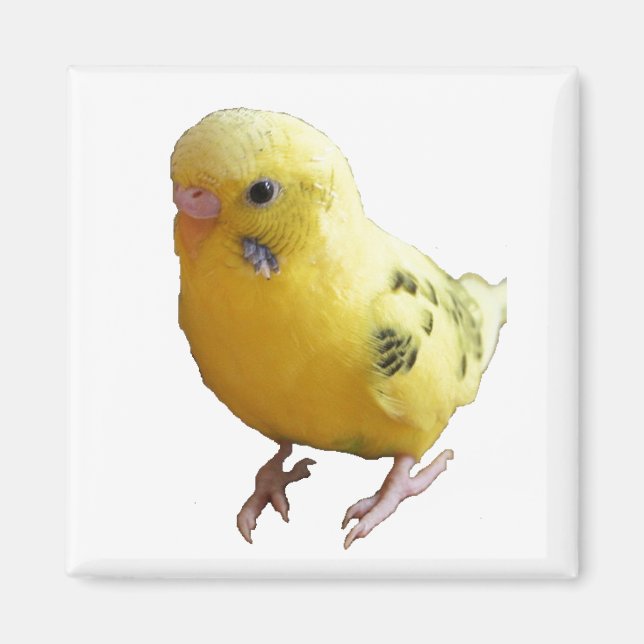 Cute Yellow Parakeet Friendly Pet Bird Photograph Magnet (Front)