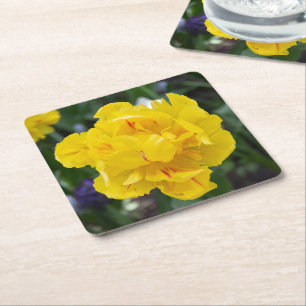 Cute yellow tulips in the garden square paper coaster