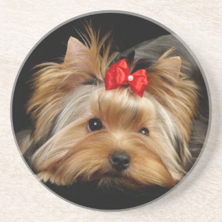 Cute yorkie coaster