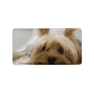 Cute Yorkie Label