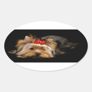 Cute yorkie oval sticker