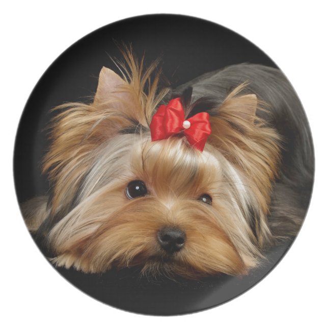 Cute yorkie plate (Front)