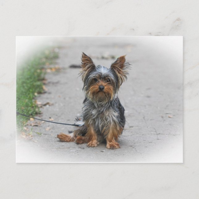 Cute Yorkie Postcard (Front)