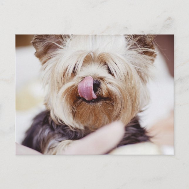 Cute Yorkie Terrier Postcard (Front)