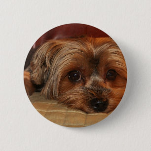 Cute Yorkshire Terrier Dog 6 Cm Round Badge