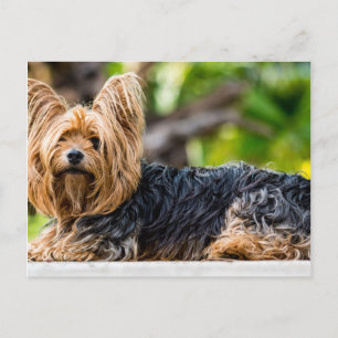 Cute Yorkshire Terrier Dog in garden Postcard