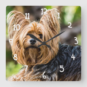Cute Yorkshire Terrier Dog in garden Square Wall Clock