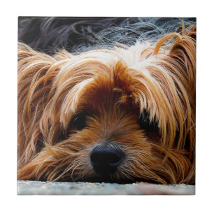 Cute Yorkshire Terrier Dog Tile