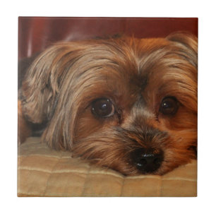Cute yorkshire terrier dog,yorkie tile