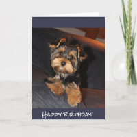 Cute Yorkshire Terrier, Happy birthday!