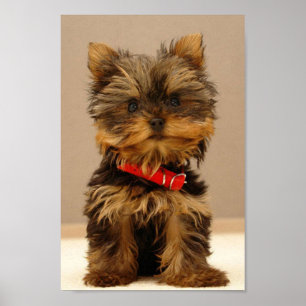 Cute Yorkshire Terrier Poster