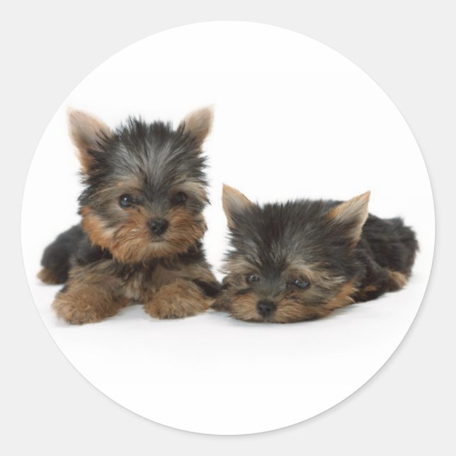 Cute Yorkshire Terrier puppies Classic Round Sticker (Front)