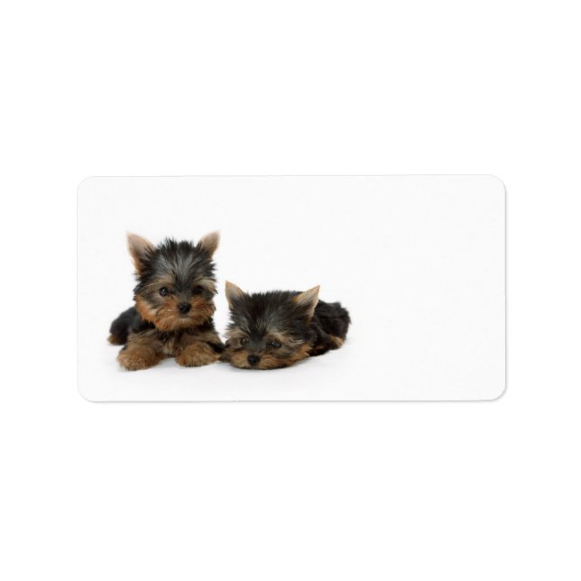 Cute Yorkshire Terrier puppies Label (Front)