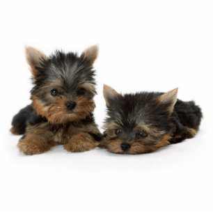 Cute Yorkshire Terrier puppies Photo Sculpture Key Ring
