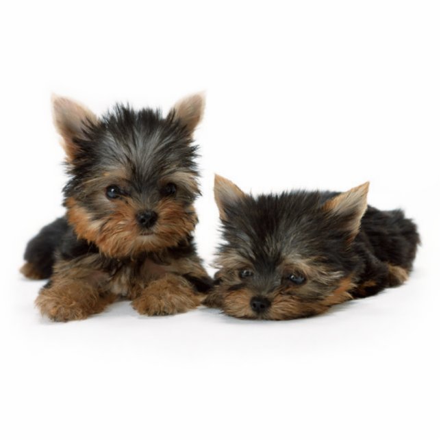 Cute Yorkshire Terrier puppies Photo Sculpture Key Ring (Front)