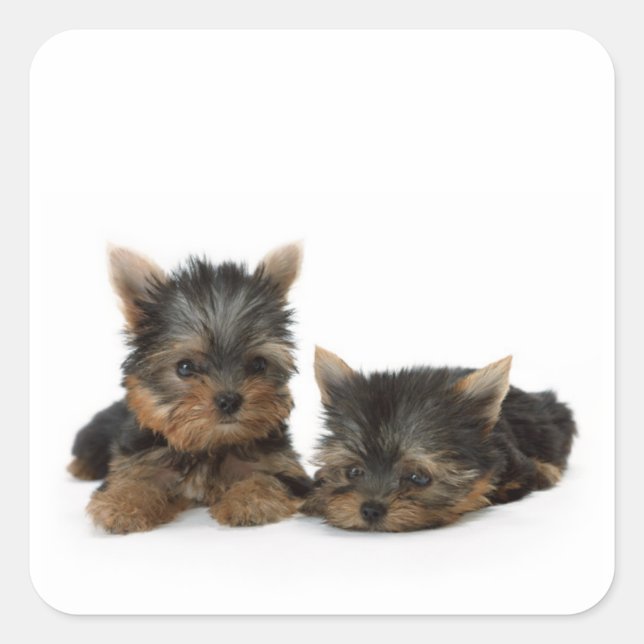 Cute Yorkshire Terrier puppies Square Sticker (Front)