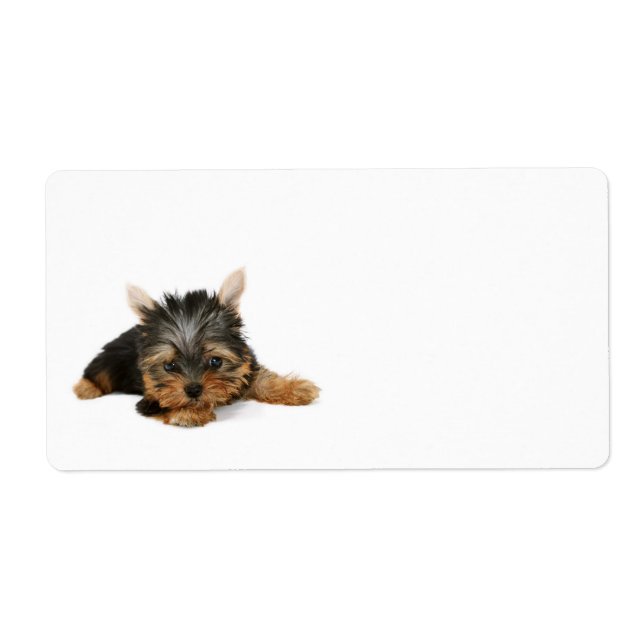 Cute Yorkshire Terrier Puppy (Front)
