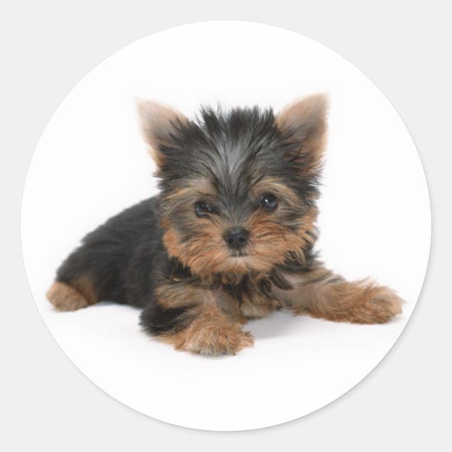 Cute Yorkshire Terrier Puppy Classic Round Sticker (Front)