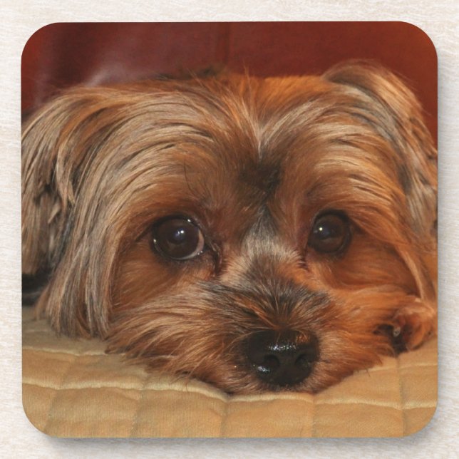Cute Yorkshire Terrier Puppy Dog Coaster (Front)