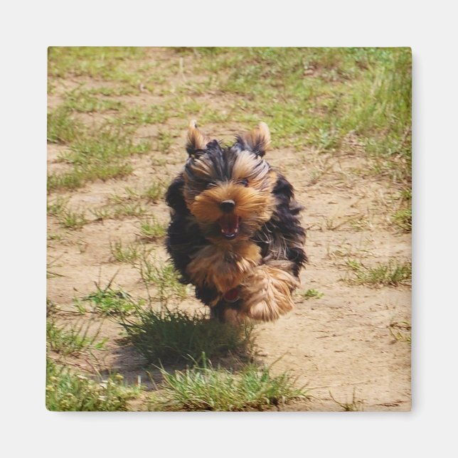 Cute Yorkshire Terrier Puppy  running Magnet (Front)