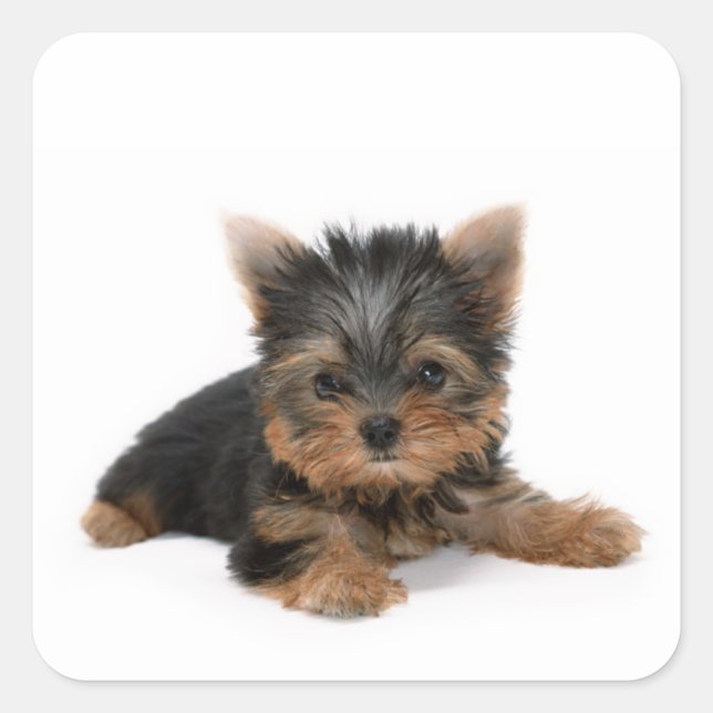 Cute Yorkshire Terrier Puppy Square Sticker (Front)