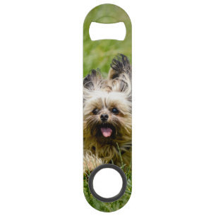 Cute Yorkshire Terrier Running Through Grass