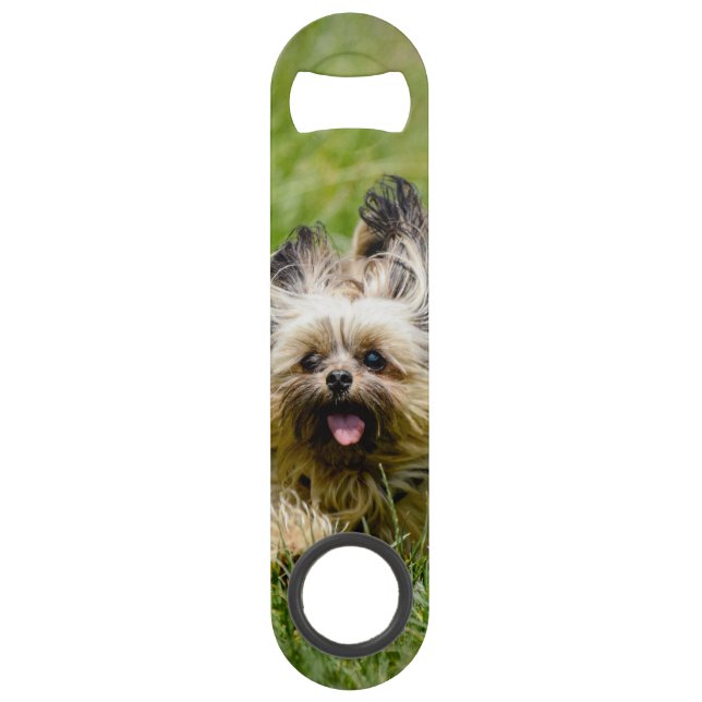 Cute Yorkshire Terrier Running Through Grass (Front)