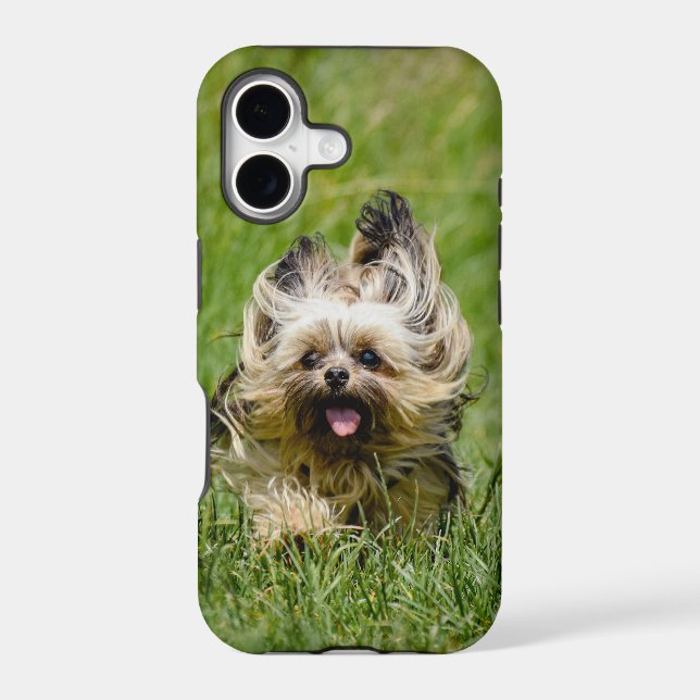 Cute Yorkshire Terrier Running Through Grass (Back)