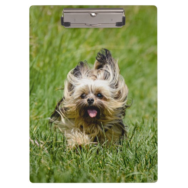 Cute Yorkshire Terrier Running Through Grass Clipboard (Front)