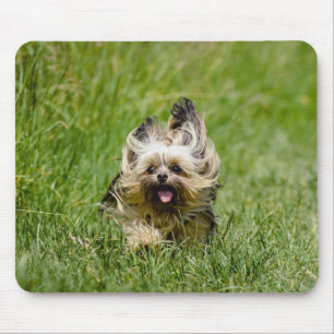 Cute Yorkshire Terrier Running Through Grass Mouse Mat
