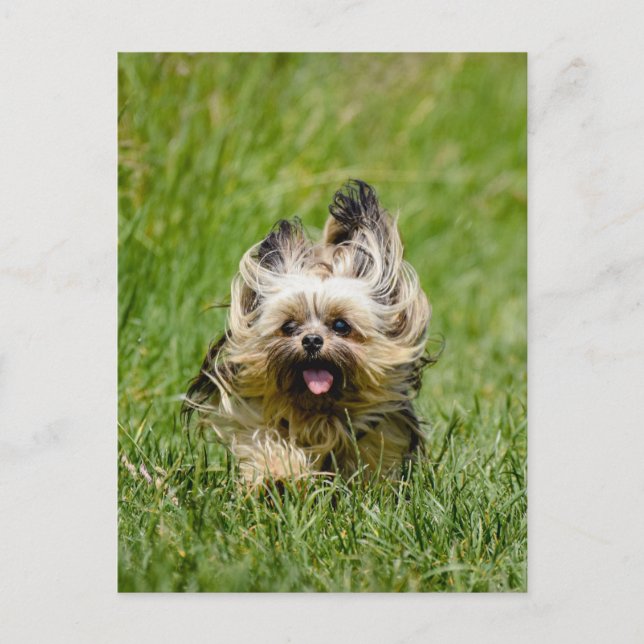 Cute Yorkshire Terrier Running Through Grass Postcard (Front)