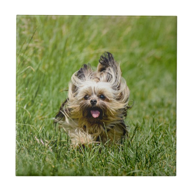 Cute Yorkshire Terrier Running Through Grass Tile (Front)