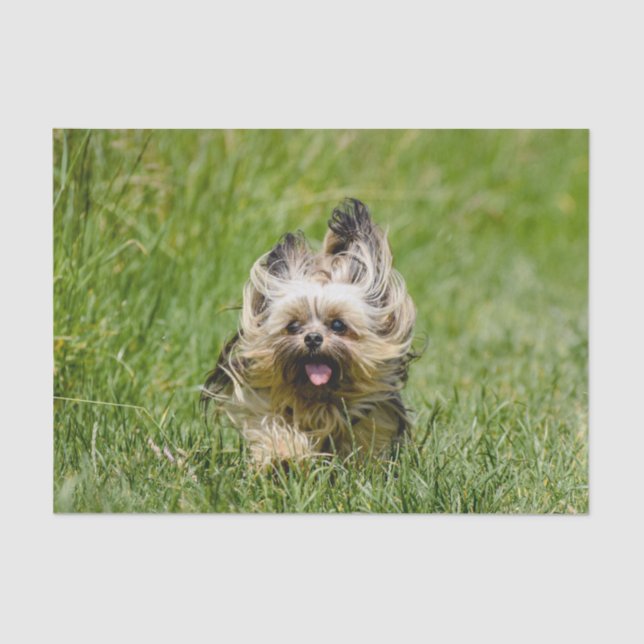 Cute Yorkshire Terrier Running Through Grass Tissue Paper (Front)