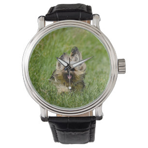 Cute Yorkshire Terrier Running Through Grass Watch