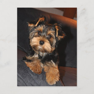 Cute Yorkshire Terrier Yorkie Postcard