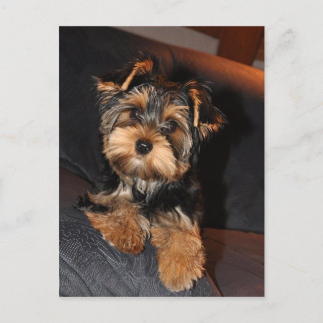Cute Yorkshire Terrier Yorkie Postcard (Front)