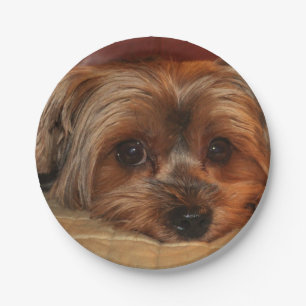 Cute Yorkshire terrier,yorkie puppy dog Paper Plate