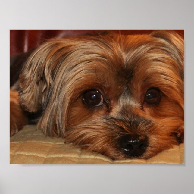 Cute Yorkshire Terrier Yorkie Puppy Poster (Front)