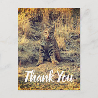 Cute Young Bobcat Thank You Postcard