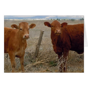 Cute Young Couple - Red Cows Heifer Horns - Blank
