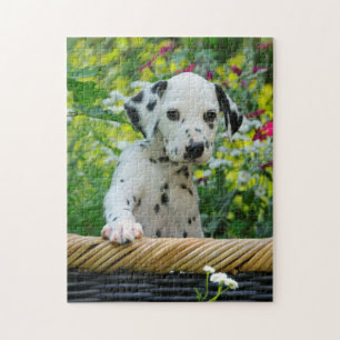 Cute Young Dalmatian Dog Puppy Game 11x14 Jigsaw Puzzle